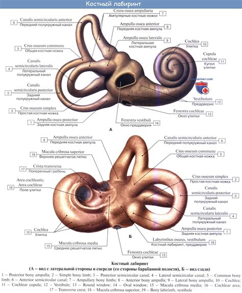 Анатомия преддверия внутреннего уха и его функции